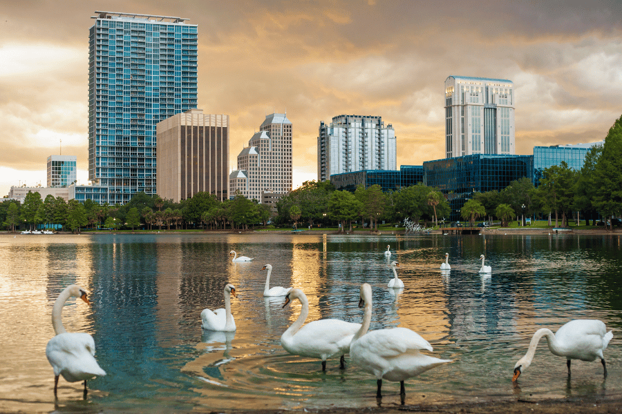 Swans Lakeland, FL swans lake lakeland Florida downtown