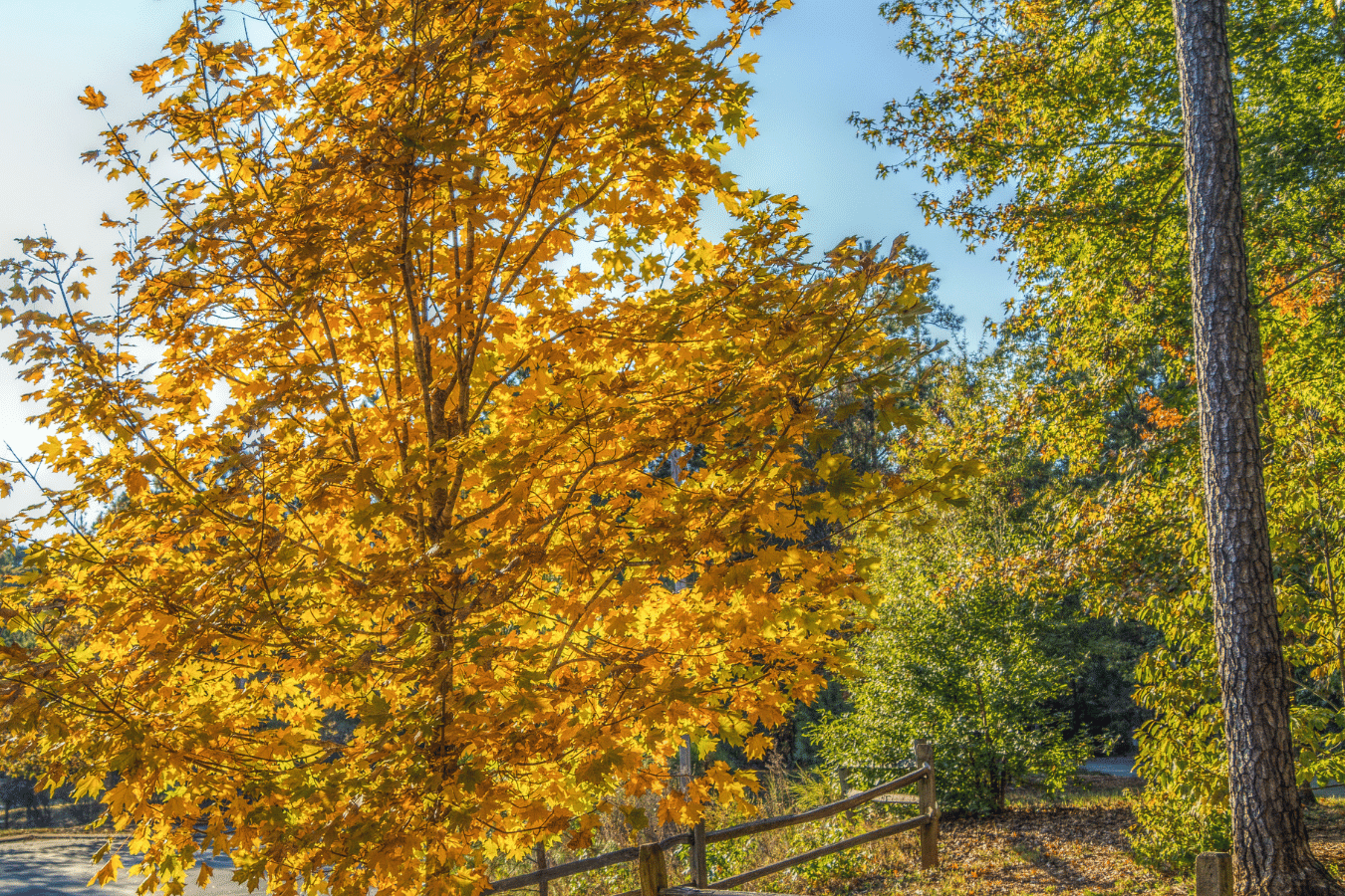 Fuquay-Varina trees changing colors in the fall time A photo of tree leaves changing colors in the fall in North Carolina