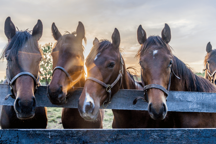 Horses in Georgetown KY