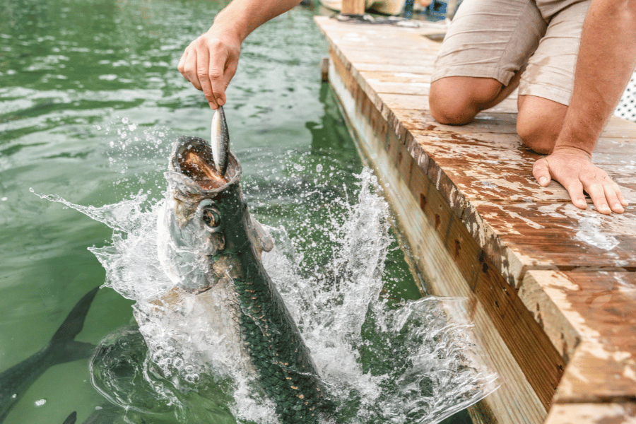 tarpon-fl.png Tarpon in Florida