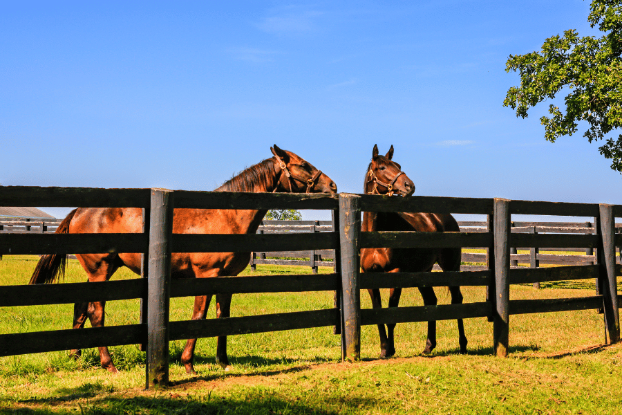 lexington-horses-on-farm.png Horses on farm in Lexington KY