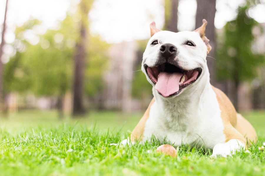 Cute dog laying in the grass with a toy 