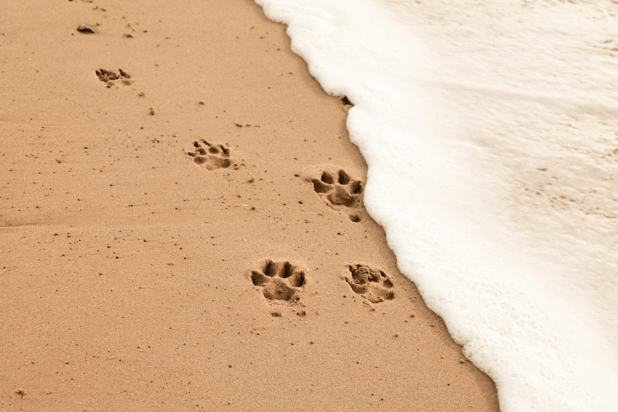 Dog footprints in the sand Dog footprints at the beach in the sand near the water
