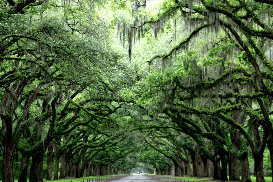 Amazing dining options in Savannah Take a walk under the beautiful trees to your favorite restaurant in Savannah.
