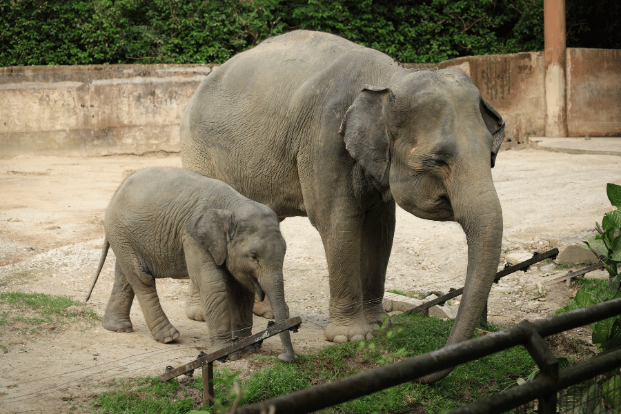 Elephants at Cincinnati Zoo Zoo Elephants at the Cincinnati Zoo