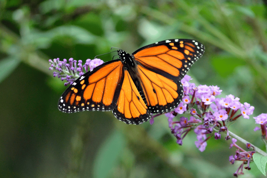 Butterfly on a flower Beautiful monarch butterfly sitting on a purple flower