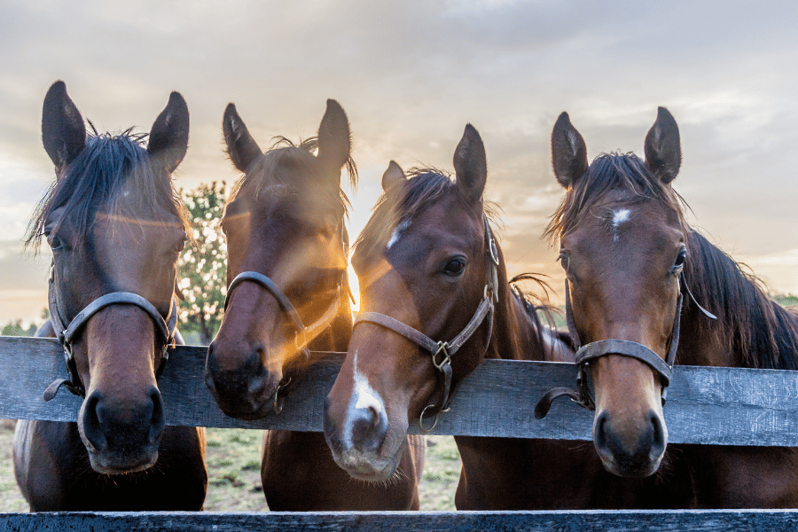horse-country-ky.png Horse country in Kentucky during sunset