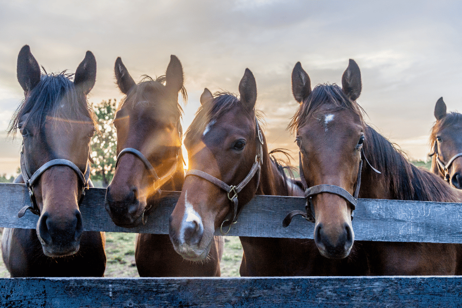 horses-in-horse-capital-ky.png Horses in Horse Capital KY