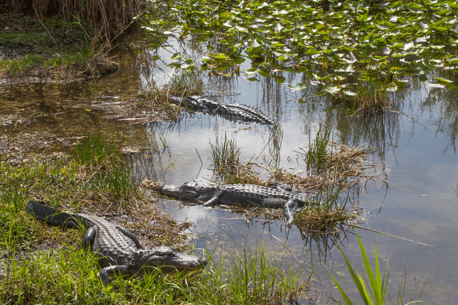Everglades everglades water marsh swamp alligators